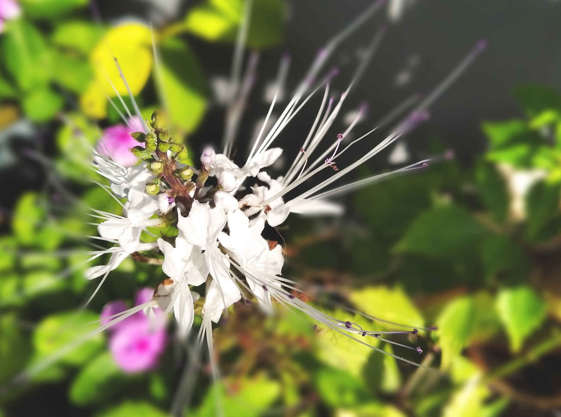 White leaves and flowers of cat's beard