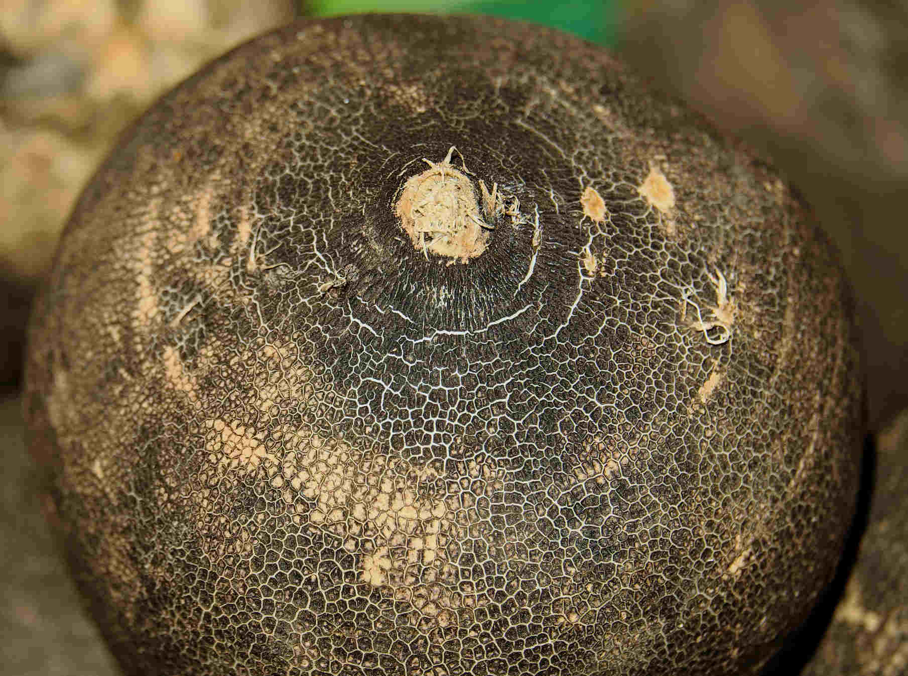 Close up of the root of the black radish