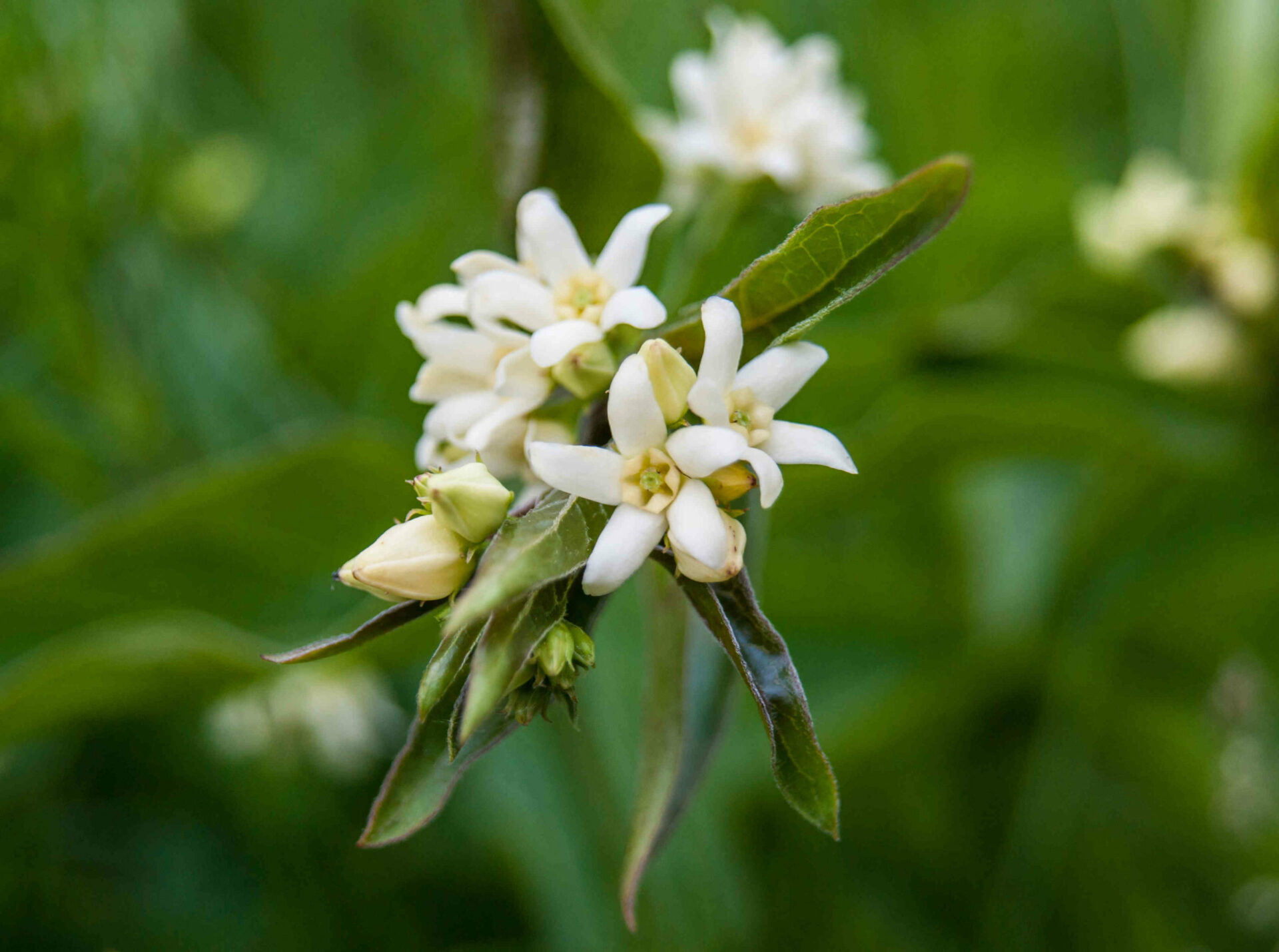 White flowers of swallowwort with dark green leaves