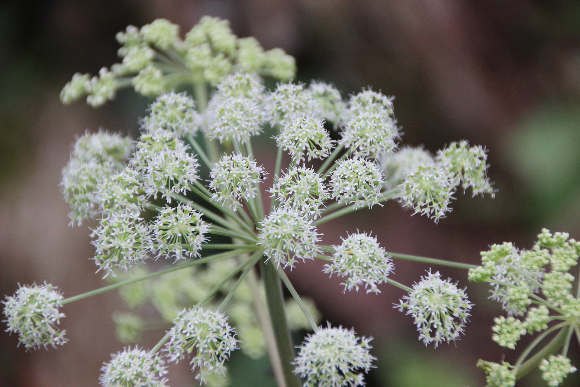 Angelica with small white leaves and several stems