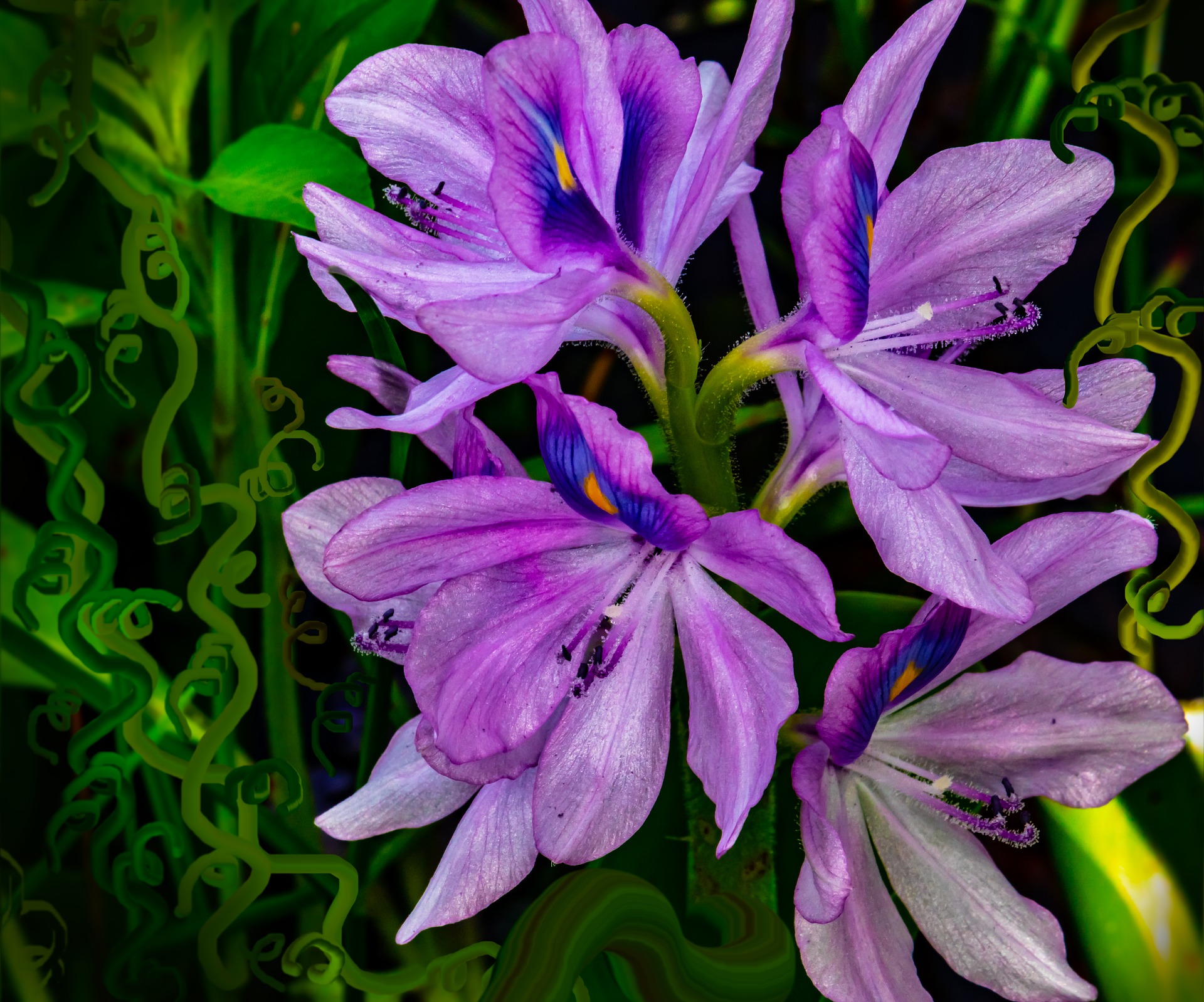 Purple flowers of iris