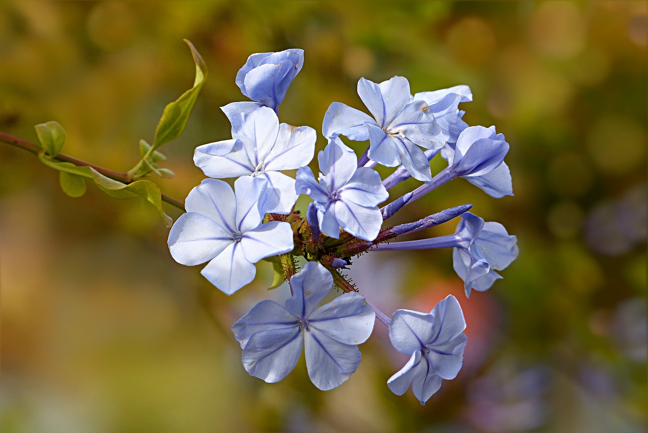 light blue flower, Bach flower Cerato in German Chinese hornwort