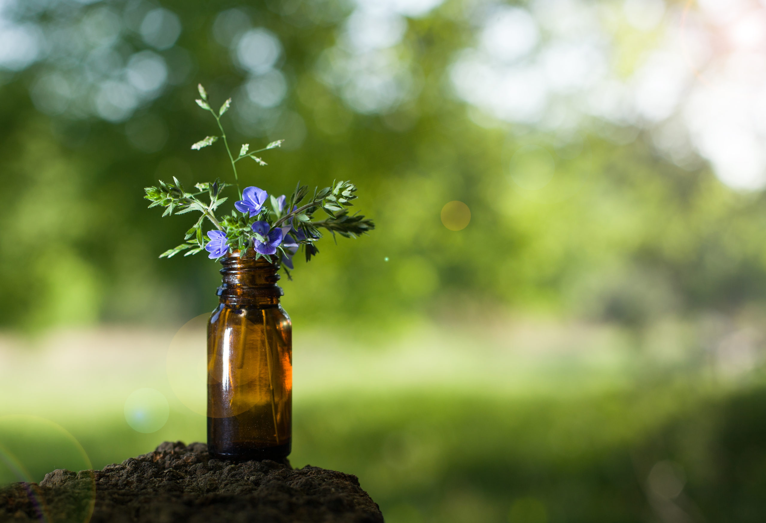 bräunliche Flasche symbolisiert Bachblütenessenz, Flasche mit blauen Blüten die in der Natur steht Symbol für Bachblüten