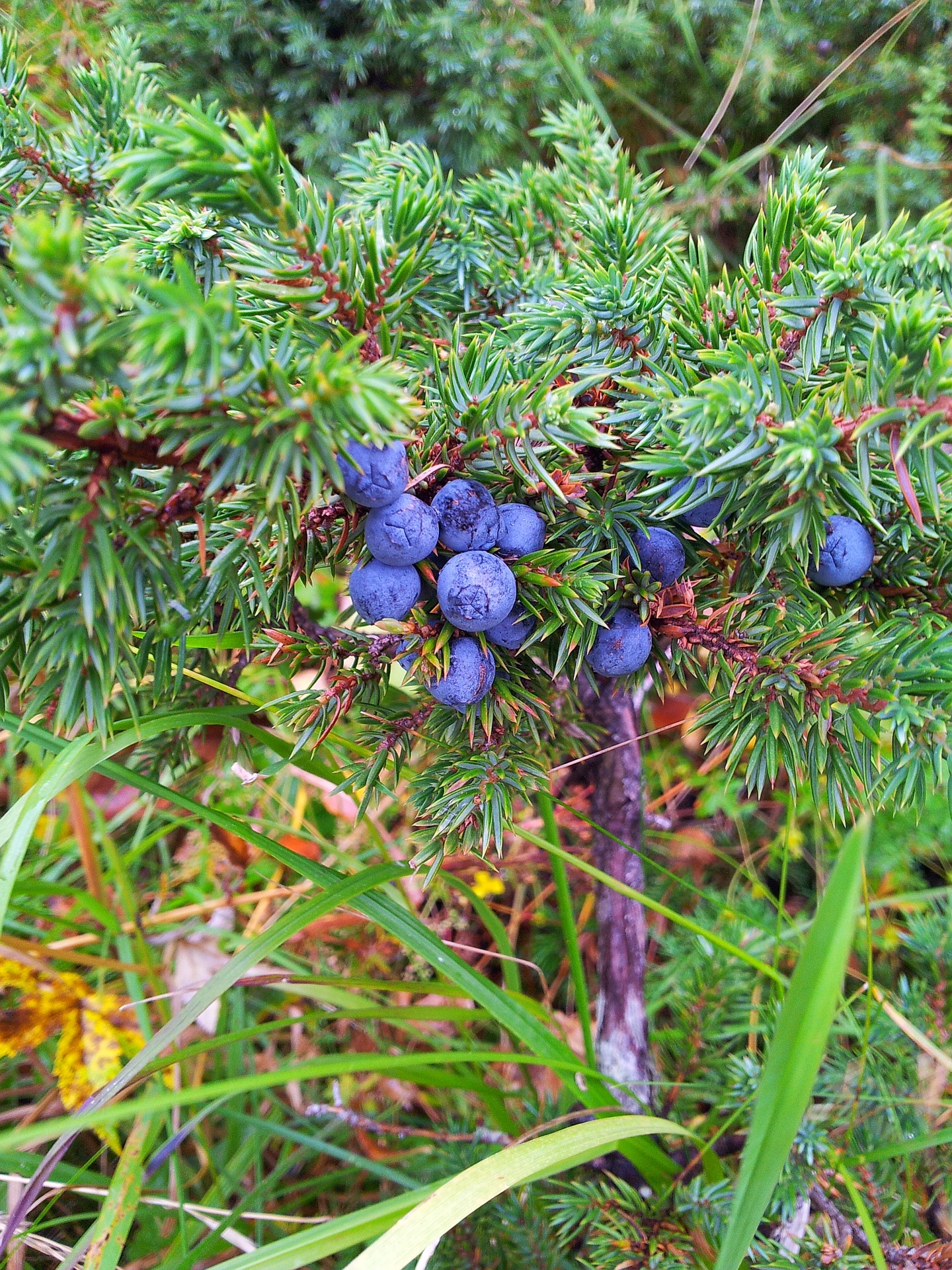blue juniper berries with green background