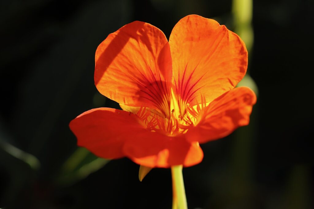 Orange nasturtium with sun rays blossoming