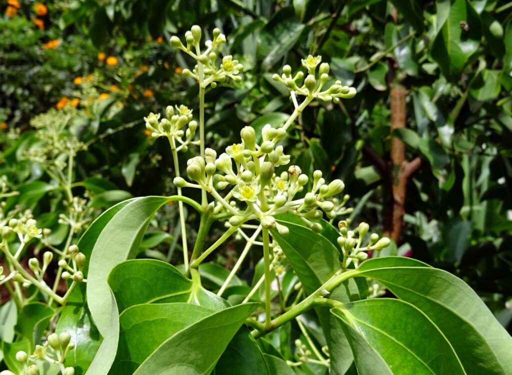 green flowering cinnamon plant