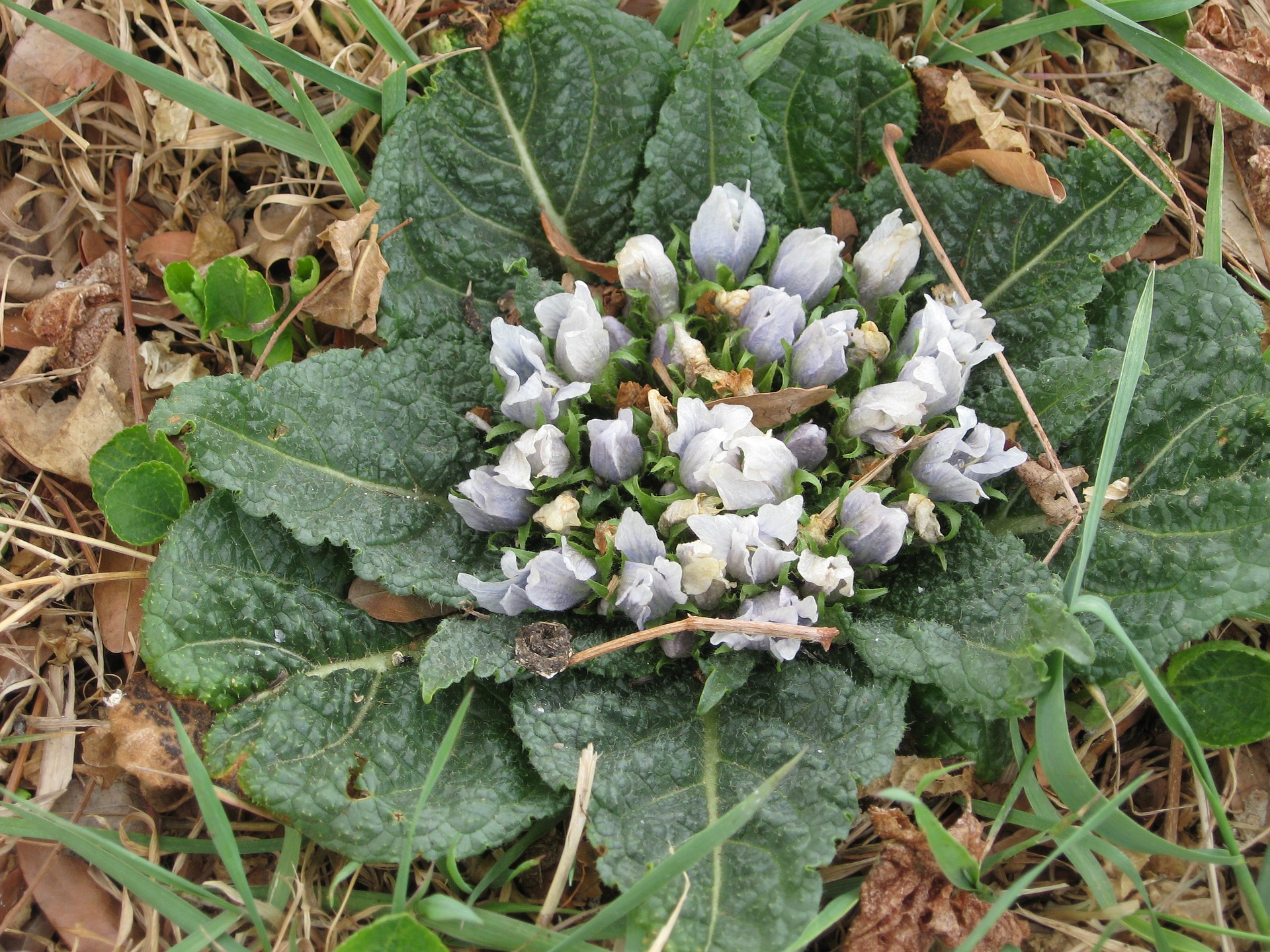 mandrake blossoms m ground with green leaves