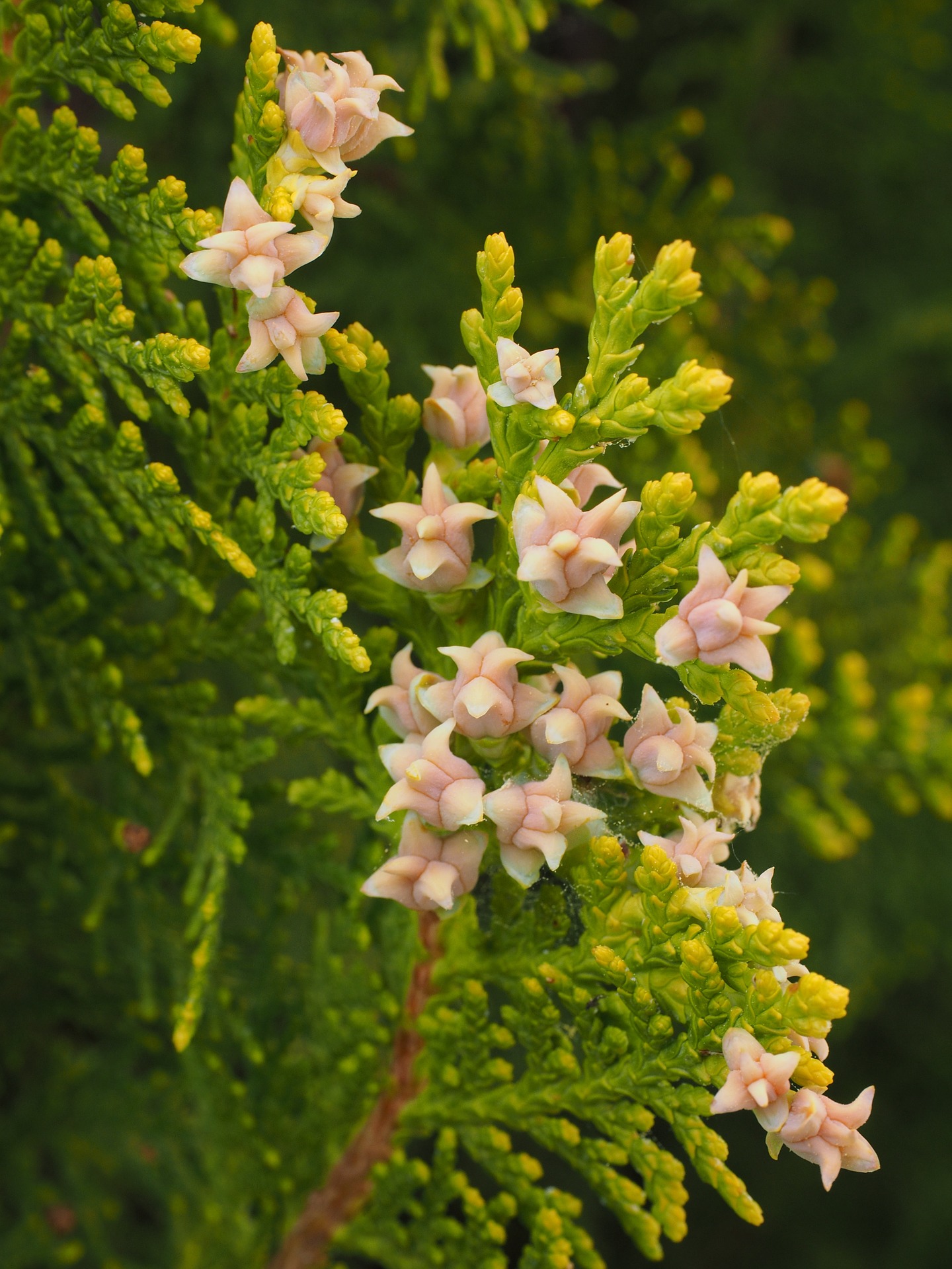 thuja tree with pink flowers