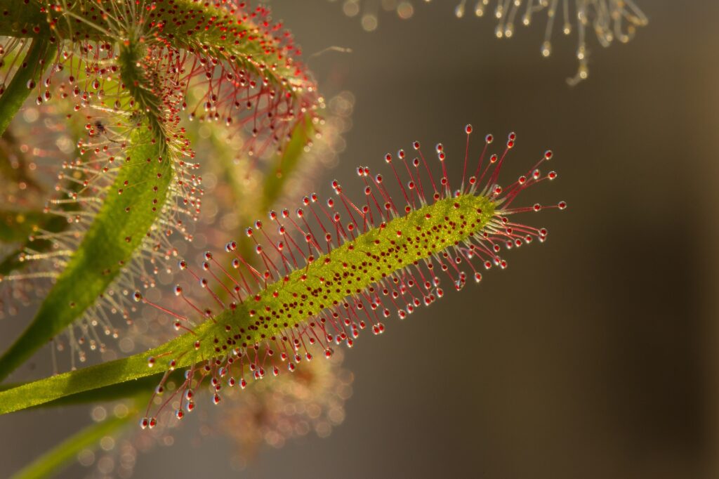 sundew with green leaves