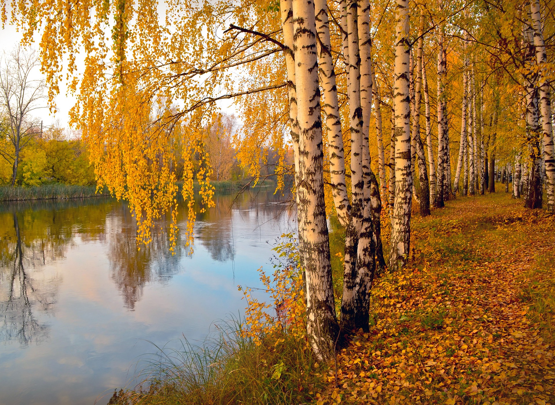 White birch trees stand on the bank of a river and it is autumn