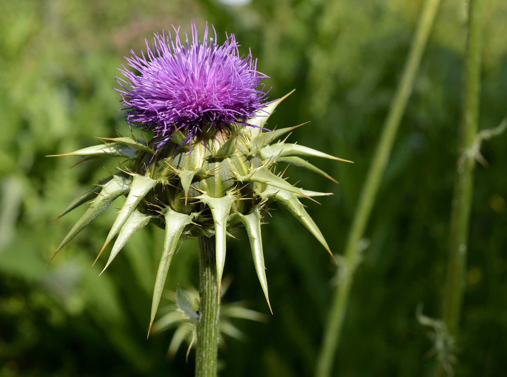 Milk thistle on a meadow