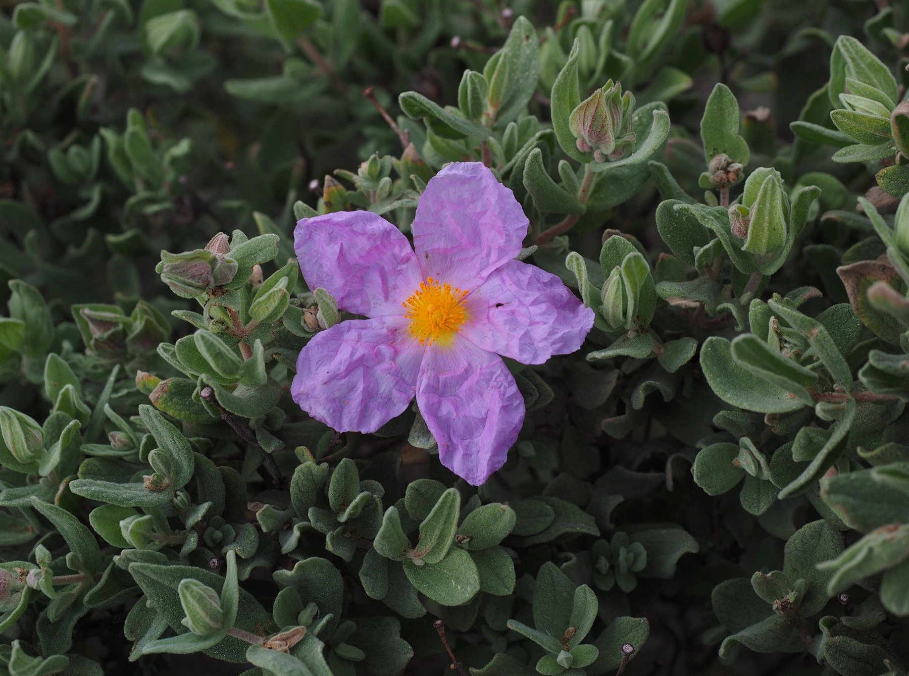 purple flower of gray haired rockrose