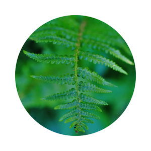 Worm fern close up