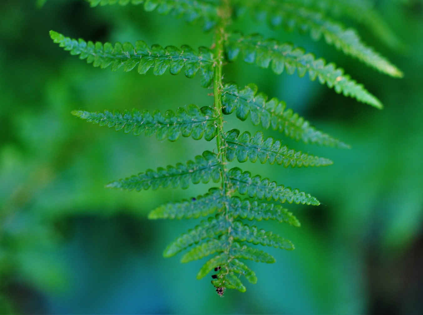 Worm fern leaf close up
