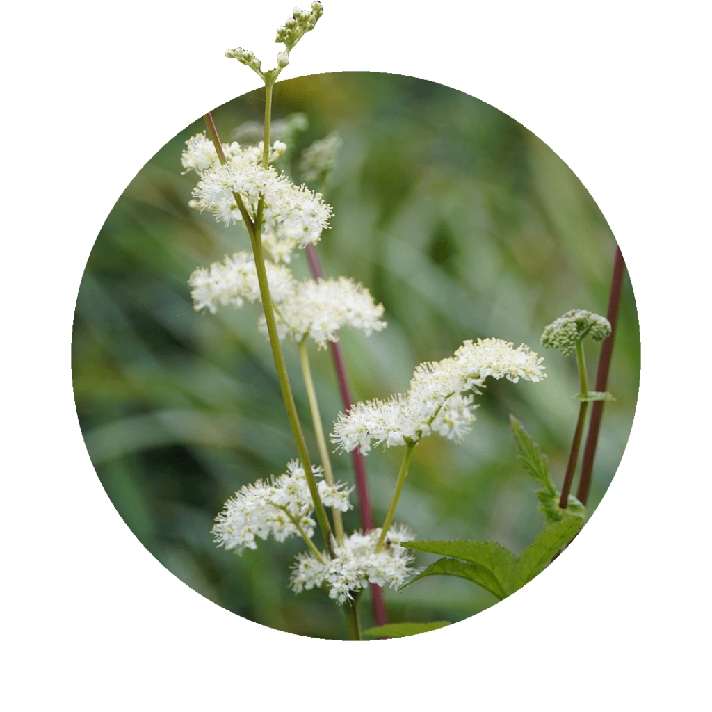Real meadowsweet on a meadow