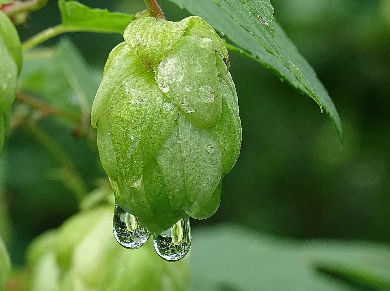 Hops with raindrops