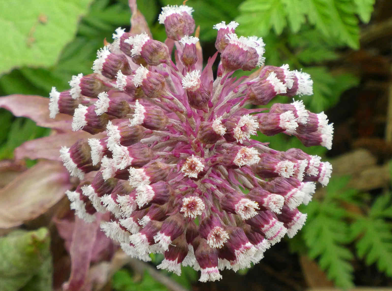 Flor rosada y blanca de petasita