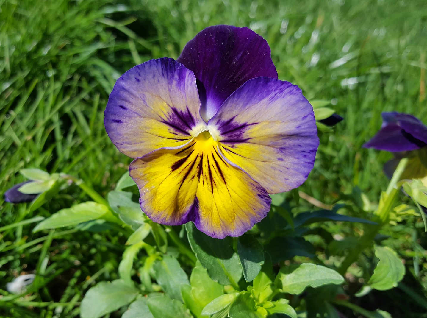 Purple and yellow flower of a pansy