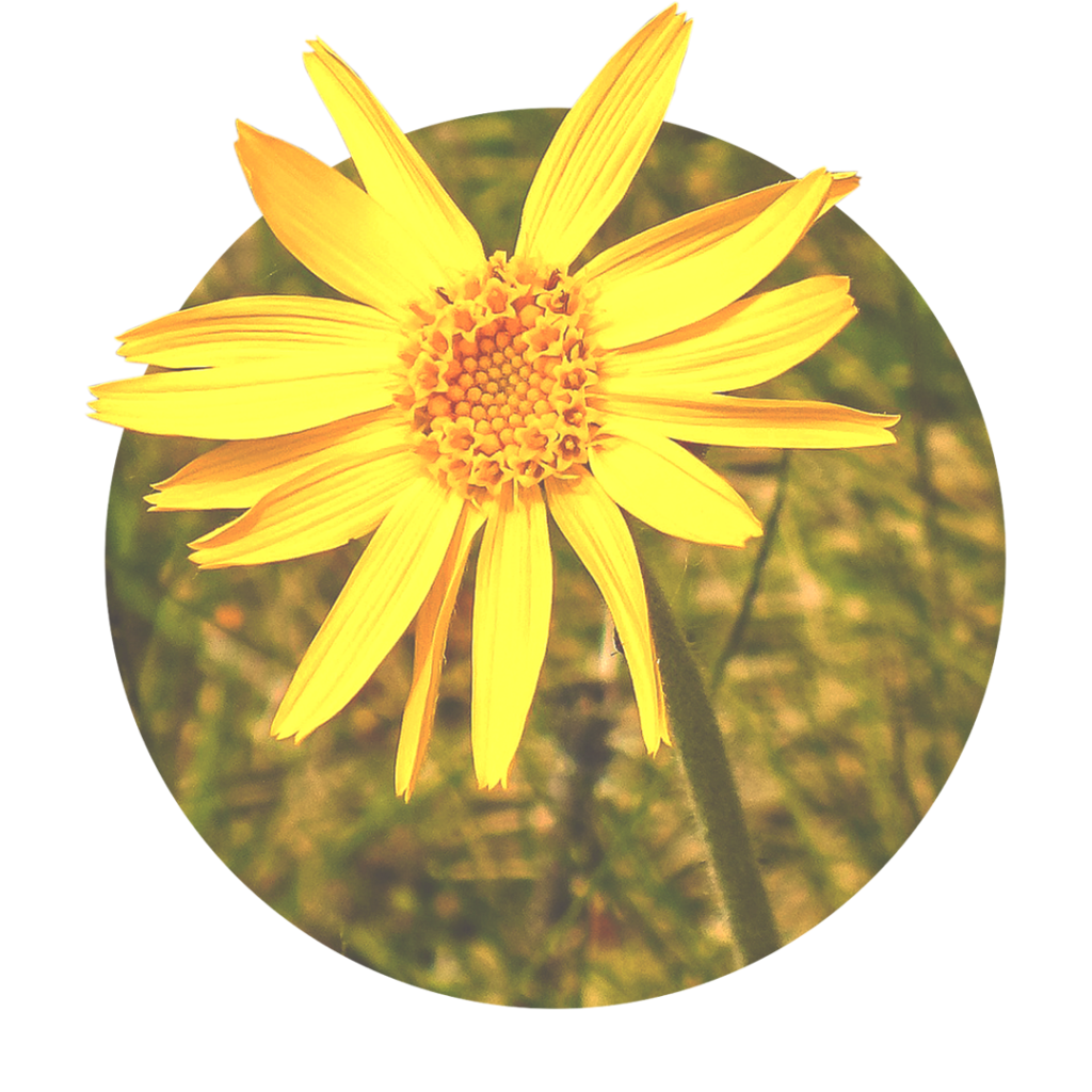 yellow flower of arnica
