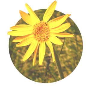 yellow flower of arnica