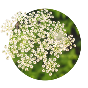 white small flowers of caraway