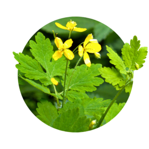 kleine gelben Blüten des Schöllkrauts