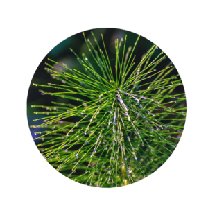 Tinweed with long, very thin and fine green leaves