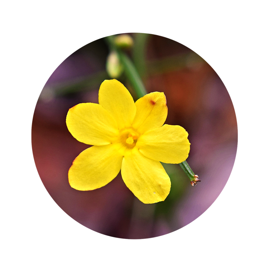 golden yellow flower of wild jasmine