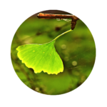 foglia verde chiaro dell'albero di ginkgo