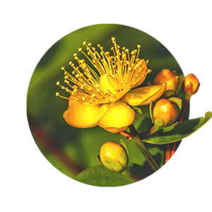 golden yellow flower of St. John's wort with buds and leaves