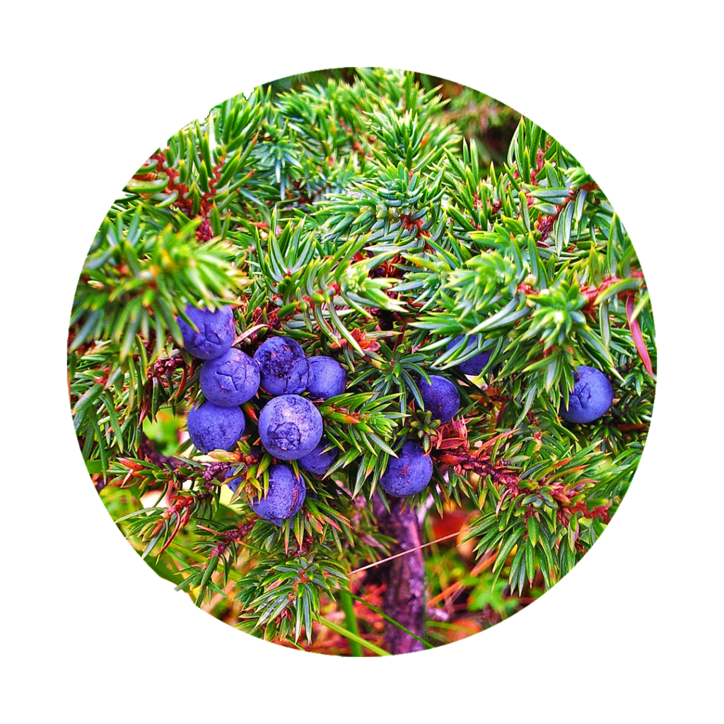 purple blue juniper berries in a green bush