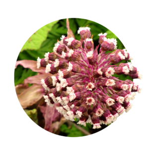 pink, white butterbur large flower with green leaves