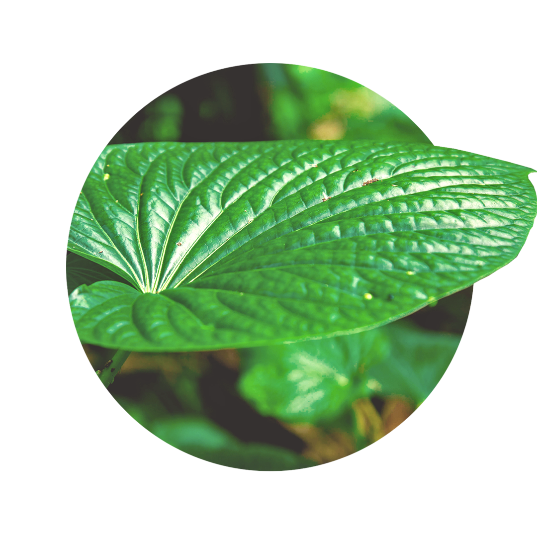 green big leaf of kava-kava