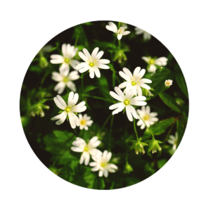 small white flowers of chickweed with dark green leaves