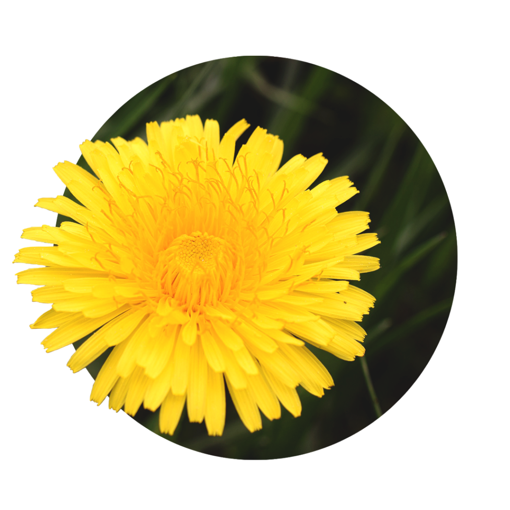 large yellow dandelion flower