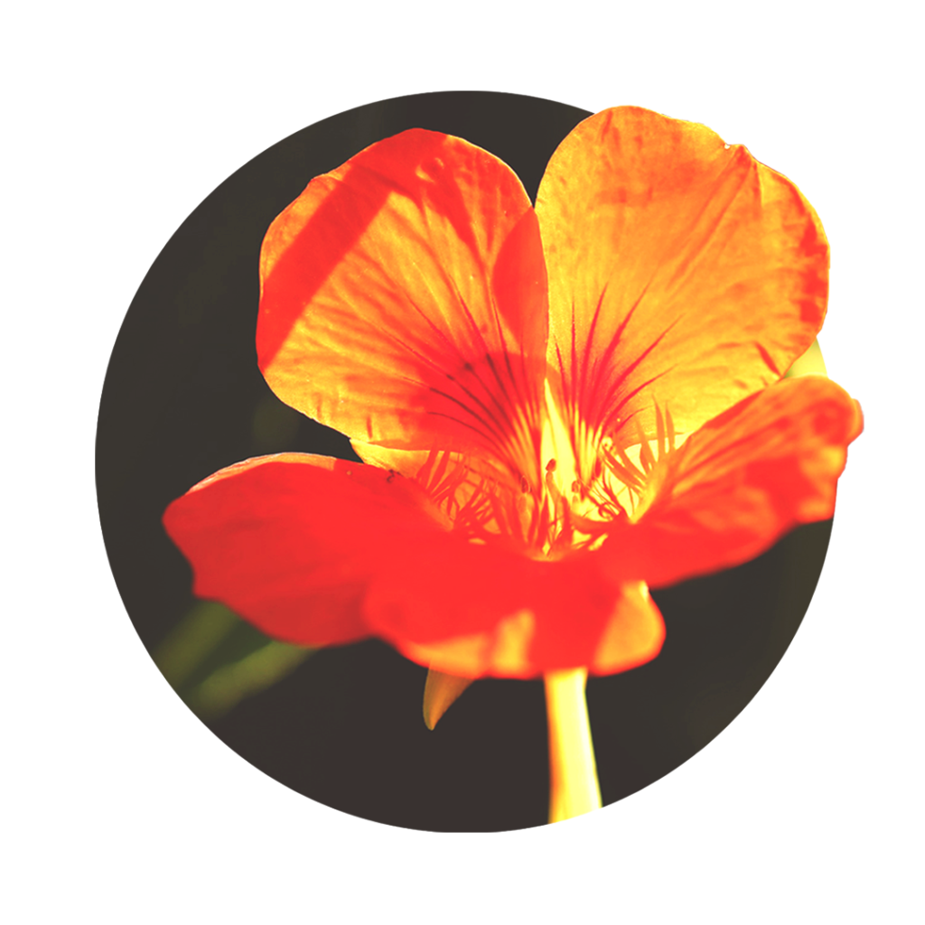 red flower of nasturtium