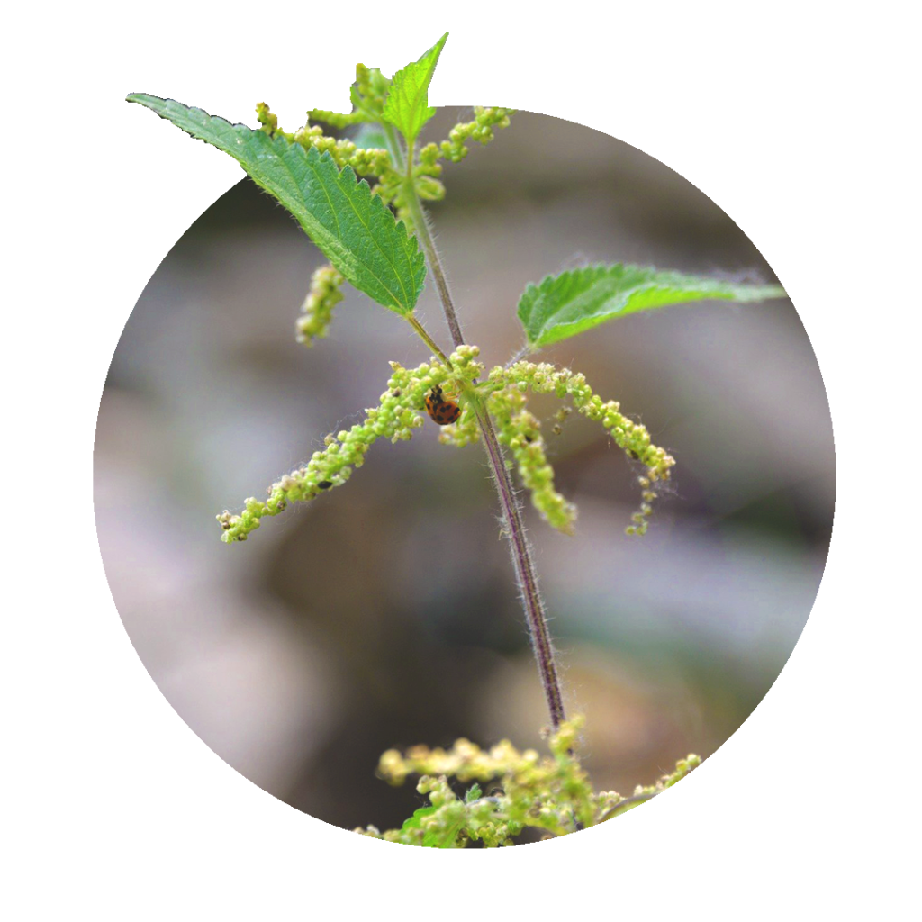 young shoot of stinging nettle with small green leaves