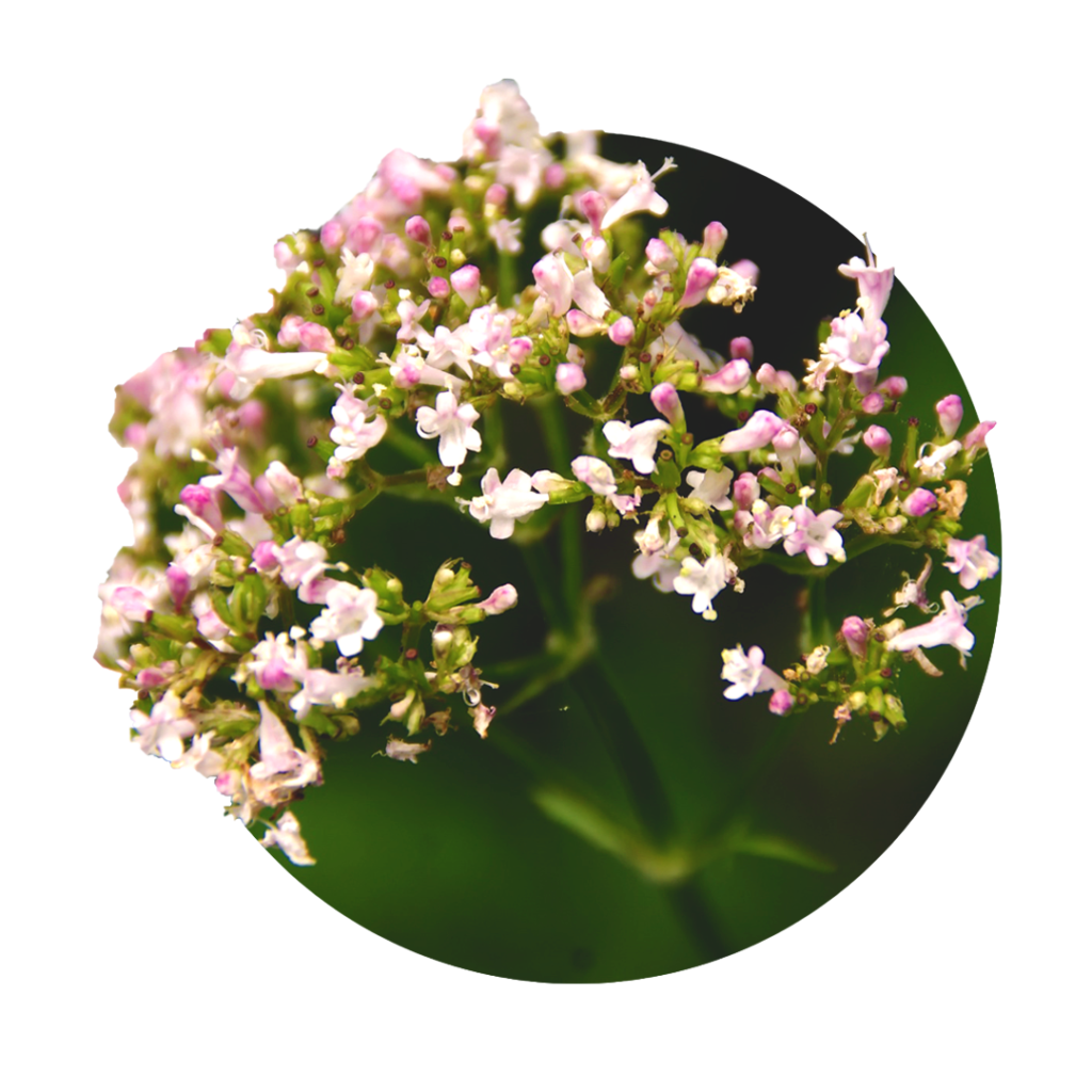 white, light pink small flowers of valerian