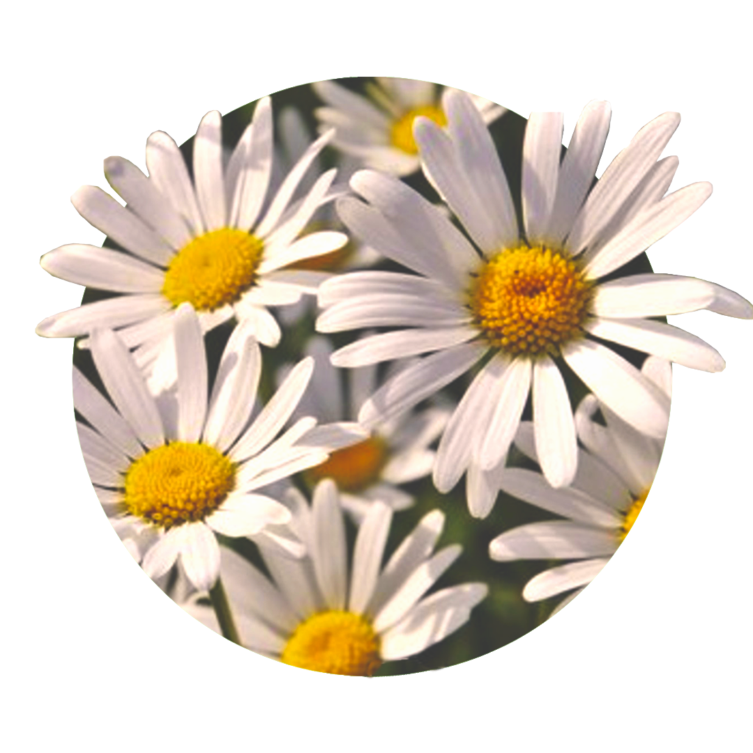 Flores de manzanilla, amarillas en el centro y pétalos blancos