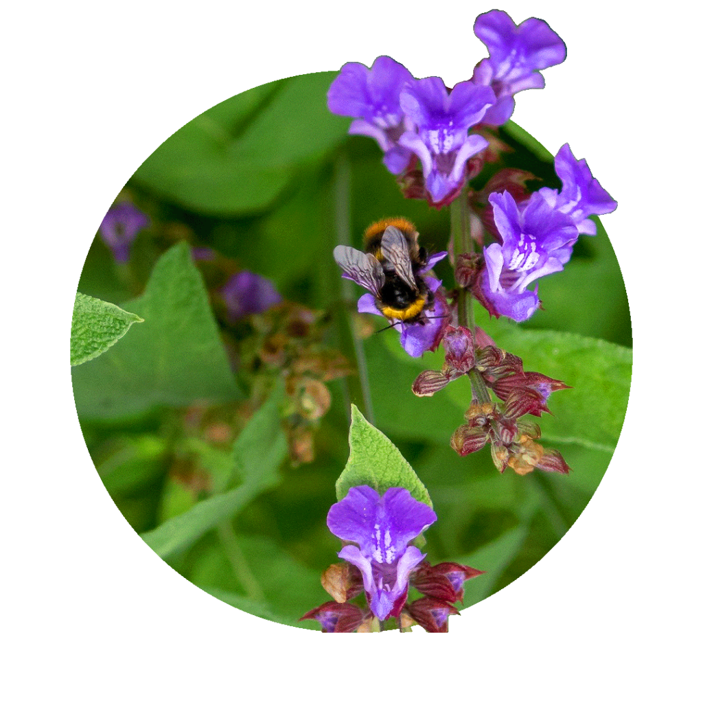 echter salbei blüte violett rundes bild farbenfroh