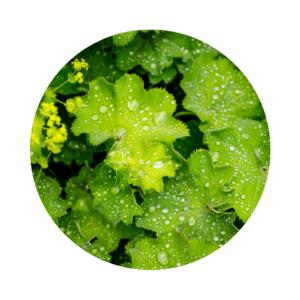 Alchemilla vulgaris as a circular flower, rich green