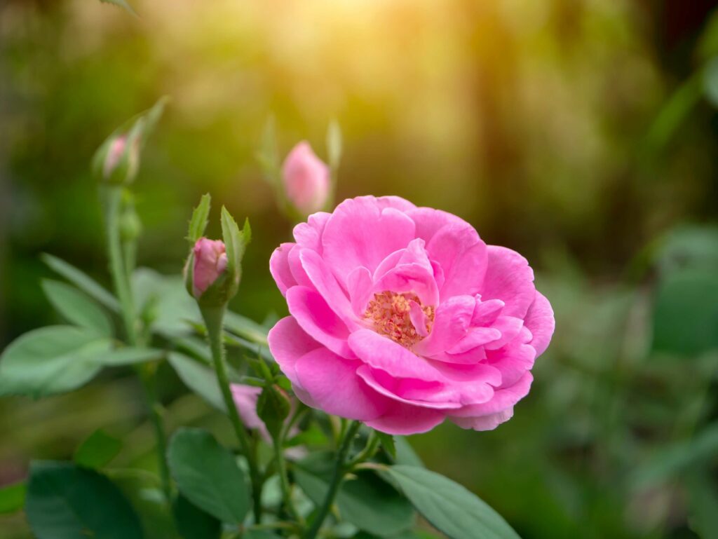 Bild von Bluete der Rosa Damascena, pinke Bluete
